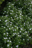 Vinca difformis RCP4-09 377.jpg